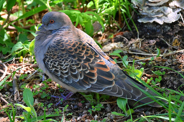 木陰の鳩