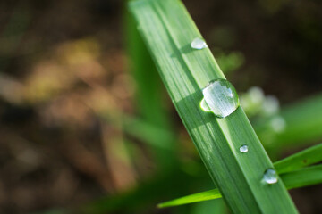 Drops of water after the rain is finished on a small leaf.Large clear drops and many drops on the leaves.