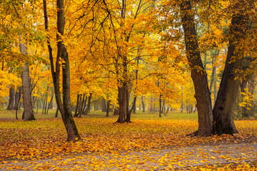 Oak Aley on an autumn day in Minsk! Fairy tale and beauty! Loshitsa Park in Minsk.