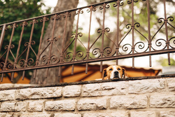 A pet dog lies on the asphalt behind a metal fence in the yard.