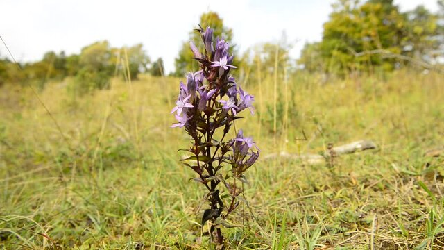 Chiltern gentian with flower in autumn in German highland Schwaebische Alb