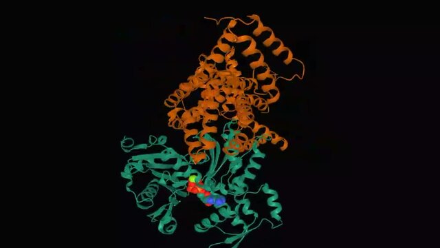 Animated model of the structure of human vitamin D - binding protein (brown) in complex with skeletal actin (green) and ATP molecule, 3D cartoon model, black background