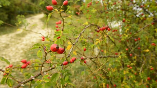  ripe rose hips at a bush in autumn in Germany