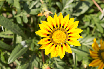 One single yellow chamomile flower similar to a sunflower in a flower bed near the house
