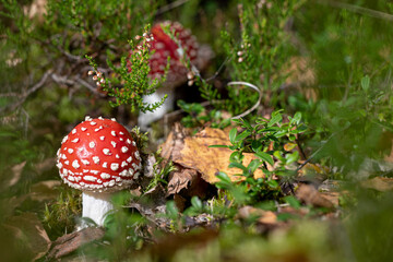 two cute fly agaric mushrooms in forest moss