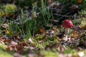 fly agaric and rufous milkcap in forest moss