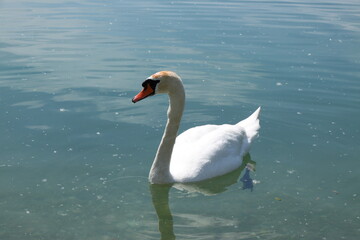 Beautiful white swan swimming in lake