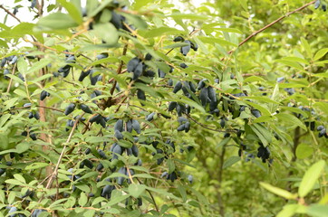 Berries on the bush during harvest. Blue Honeysuckle (Lonícera caeruléa) - deciduous shrub with...