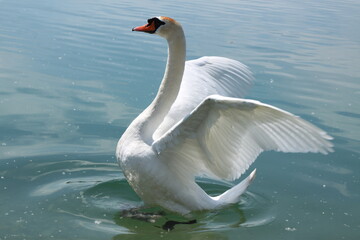 Beautiful white swan bird is opening wings in water © Robirensi