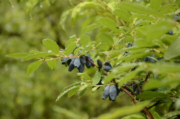Berries on the bush during harvest. Blue Honeysuckle (Lonícera caeruléa) - deciduous shrub with...