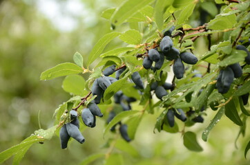 Berries on the bush during harvest. Blue Honeysuckle (Lonícera caeruléa) - deciduous shrub with...