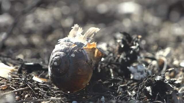 Snails leaving only charred black shells, Macro view of scorched and dead earth in meadow, wild fire killed insects, small reptiles and slugs