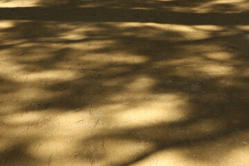 sunset in the forest