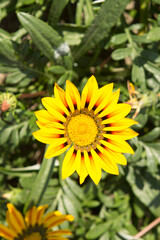 One single yellow chamomile flower similar to a sunflower in a flower bed near the house