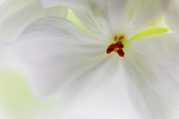 Macro focused pistil of geranium flower. close up