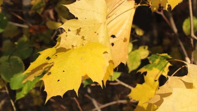 Bunte Bl&auml;tter tanzen im Wind. Der Herbst malt sie mit seinem Pinsel farbig an:. So l&auml;sst er die Natur bunt und fr&ouml;hlich erstrahlen. Nach dem Sommer ist es die sch&ouml;nste, romantische Jahreszeit.