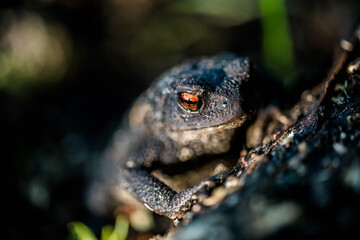 black toad with red eyes close up