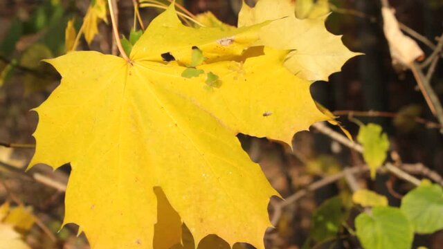 Der Herbst malt alle Bl&auml;tter farbig an:  Der Herbst hat die Natur mit seinem farbigen Pinsel bunt bemalt. Zwischen Sommer und Winter ist der Herbst die sch&ouml;nste romantische Jahreszeit.