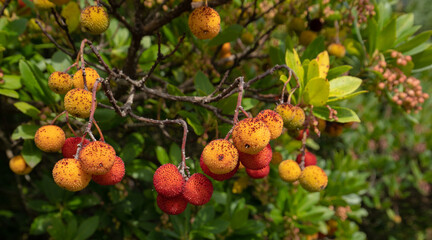 ripe wild strawberry tree ready for harvest

