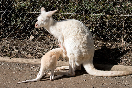 the albino kangaroo is feeding her joey