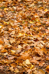Dry yellow leaves background in a forest. Fallen yellow leaves background,