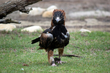this is a close up of a black breasted buzzard