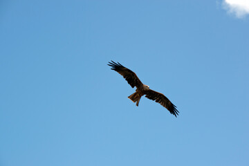 Fototapeta na wymiar the black kite is soaring through the sky