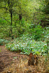 Obraz premium Green forest in autumn.