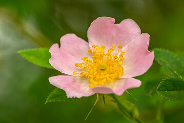 wild dog rose (Rosa canina) flower