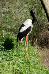 the black necked stork is a tall bird