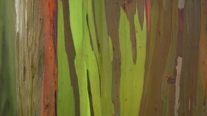 Eucalyptus bark rainbow tree Mindanao gum in rainforest close up shot