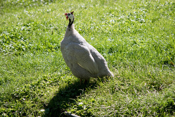 this is a side view of a helmeted guinea fowl.