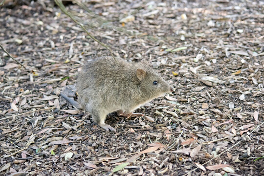the long nosed potaroo is a small marsupial