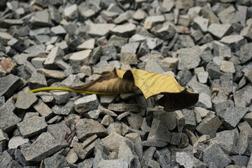 Dried yellow leaf fall on the rocks.