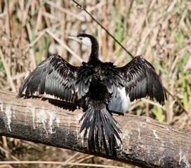 the pied cormorant is drying it wings in the sun