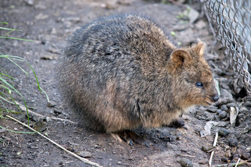 the quokka is by a fence