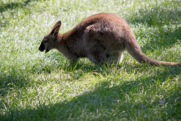 the red necked wallaby is grazing in a grassy field