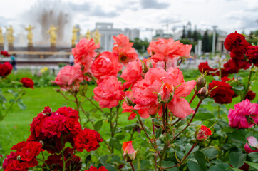 Fototapeta na wymiar Beautiful red and white roses grow on a flower bed in the park