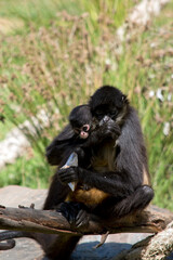 the spider monkey is holding her young monkey  on a tree branch