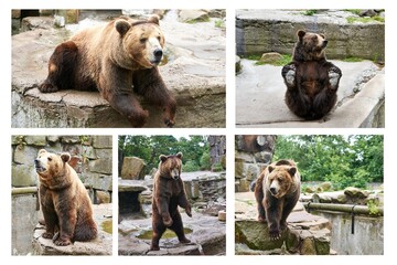 Set of brown bear. Grizzly bear is a dangerous predator.