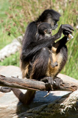 the spider monkey is eating while holdong her baby