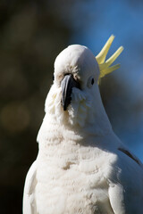 this is a close up of a Sulphur crested cockatoo
