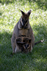 the swamp wallaby has a joey in her pouch