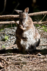 the tammar wallaby is cleaning herself