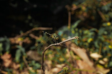 Fototapeta premium Green dragonfly perched on a twig of a small plant.