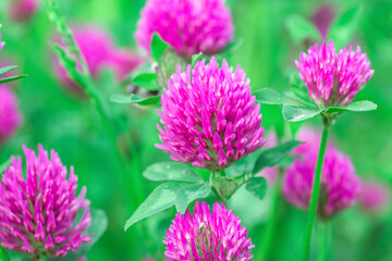 Beauty Trifolium pratense red flowers grows on summer pasture, sun light day