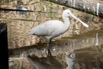 the yellow spoonbill is walking through a pond