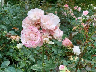 bouquet of roses