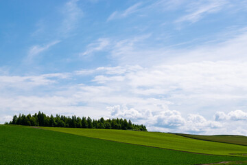 美瑛 丘の風景