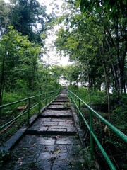 Obraz premium wooden bridge in the forest